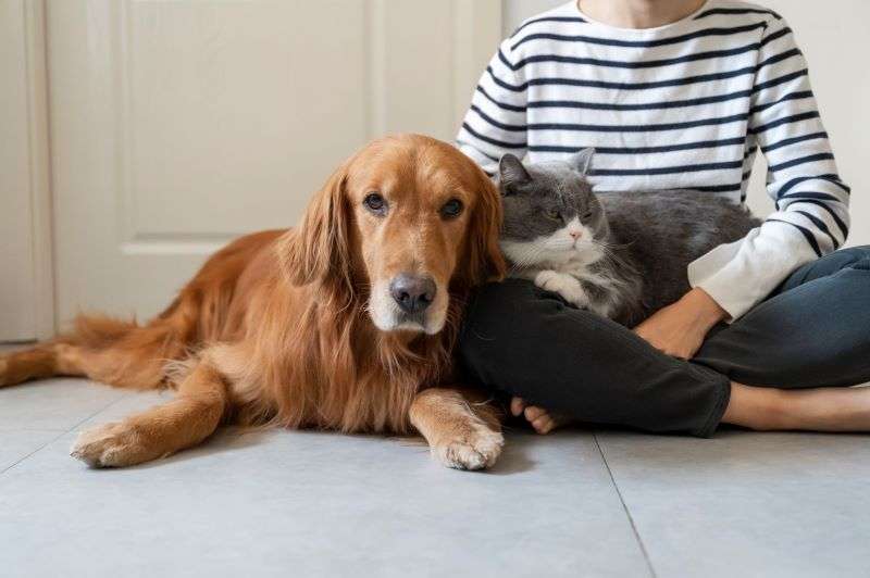 Seguro Obligatorio para Mascotas en España: Legislación y Coberturas en 2025